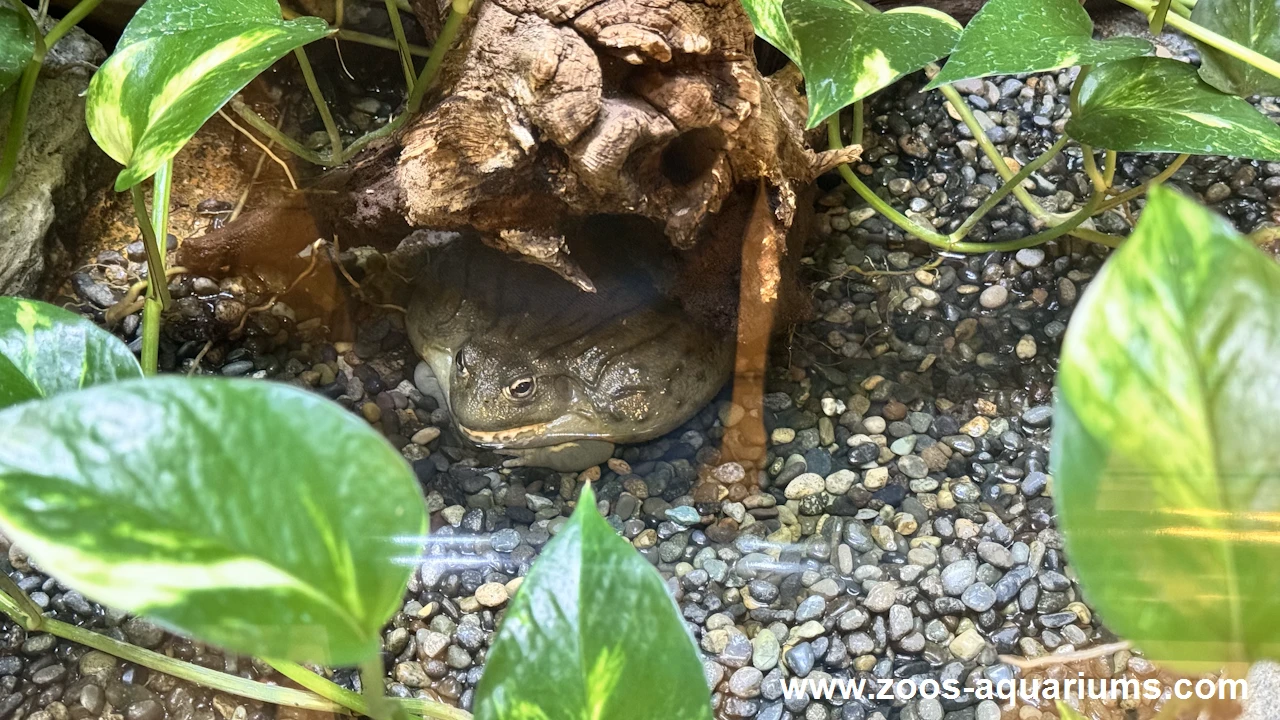 自然動物館、アフリカウシガエル(2)