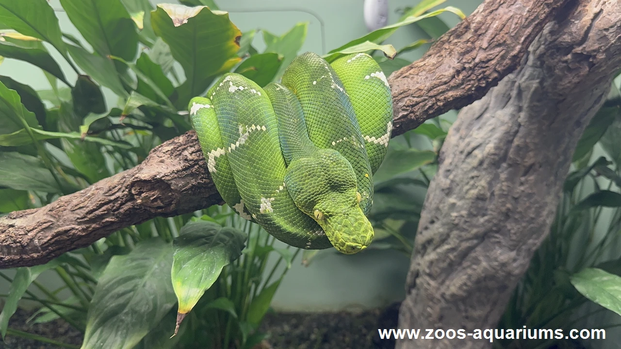 自然動物館、エメラルドツリーボア(5)