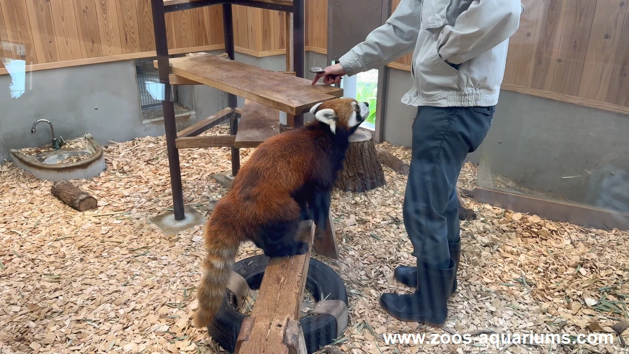 レッサーパンダ(17)