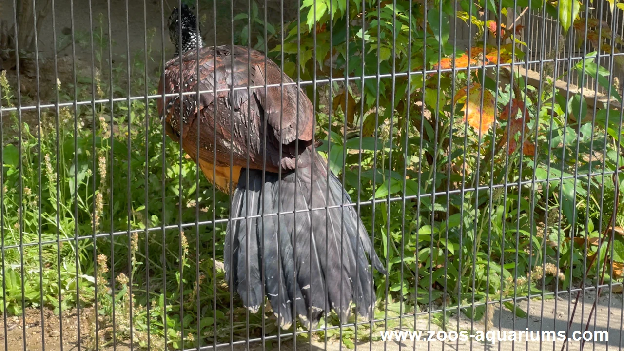 オオホウカンチョウ(2)