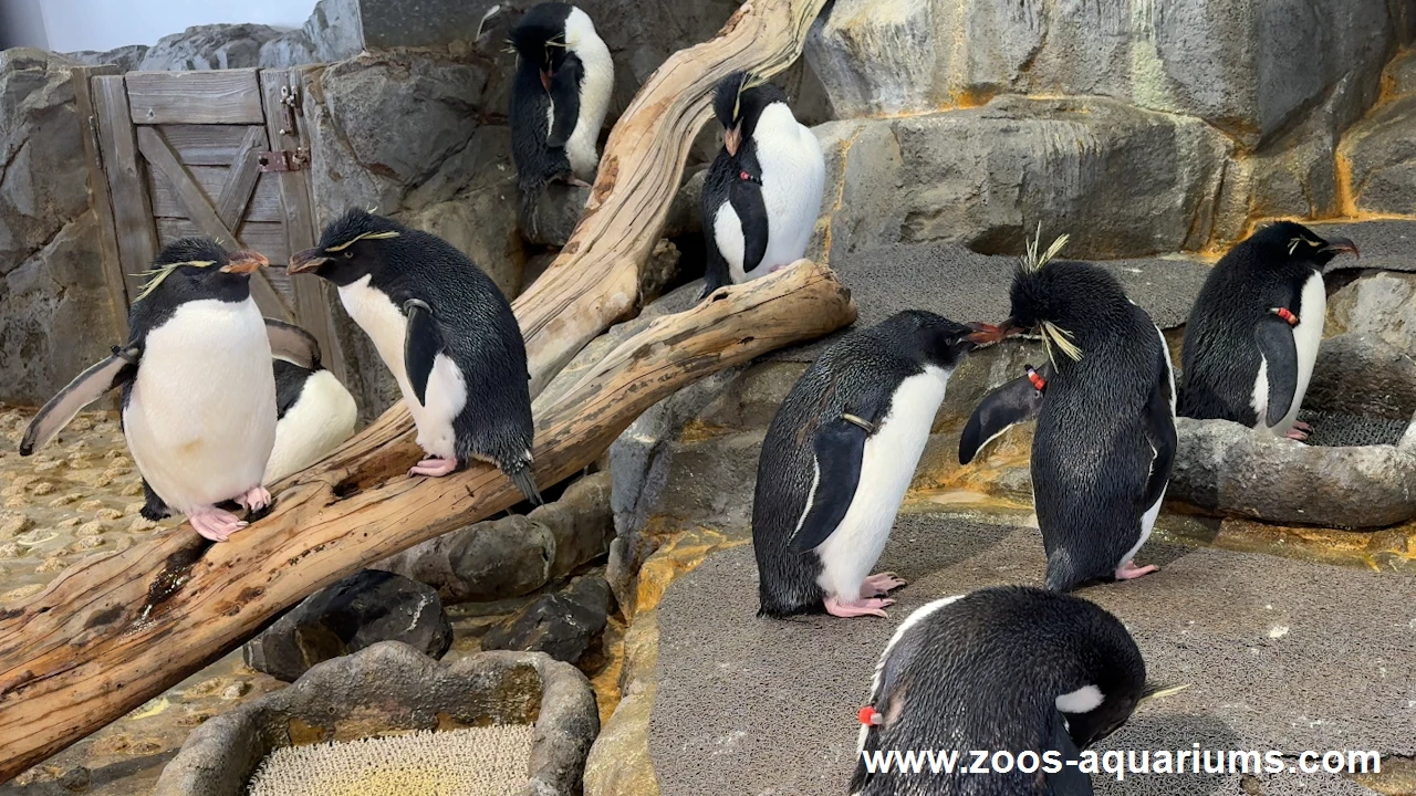 フォークランド諸島、ミナミイワトビペンギン(4)