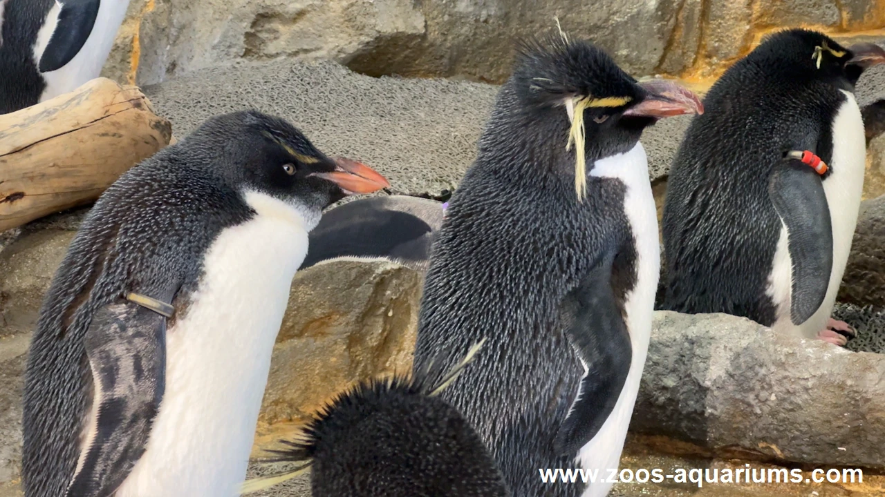 フォークランド諸島、ミナミイワトビペンギン(5)