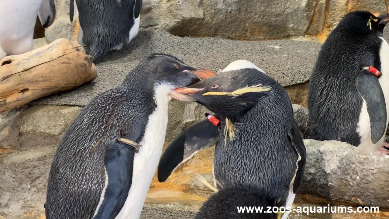 フォークランド諸島、ミナミイワトビペンギン(6)