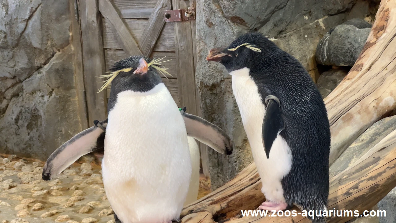 フォークランド諸島、ミナミイワトビペンギン(7)