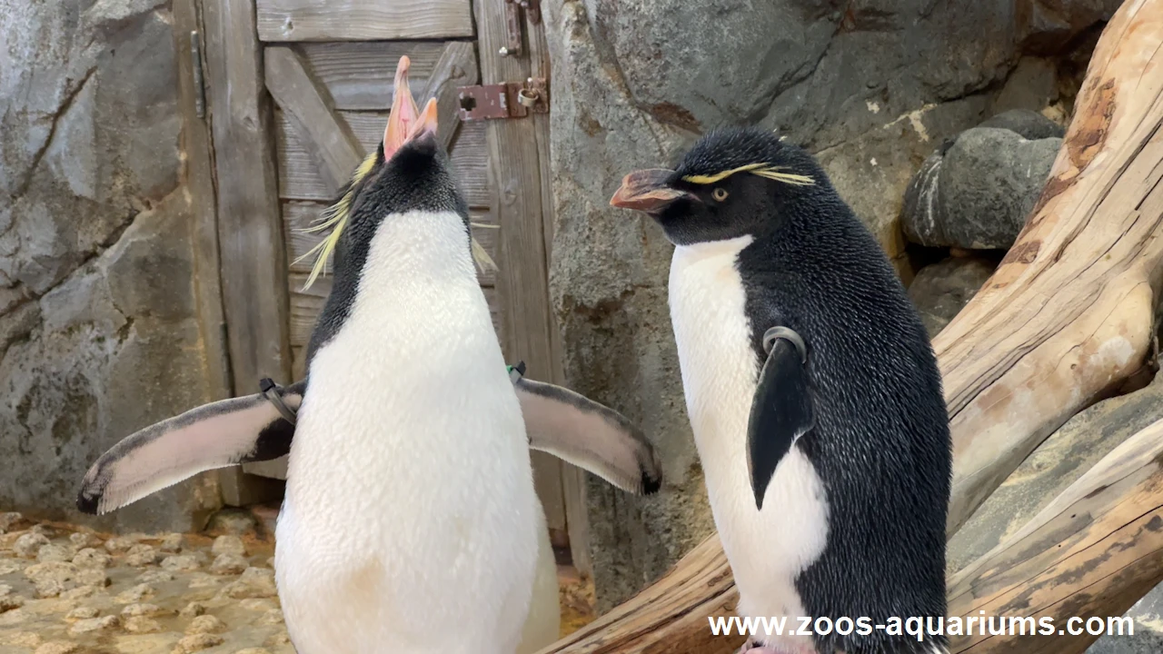 フォークランド諸島、ミナミイワトビペンギン(8)