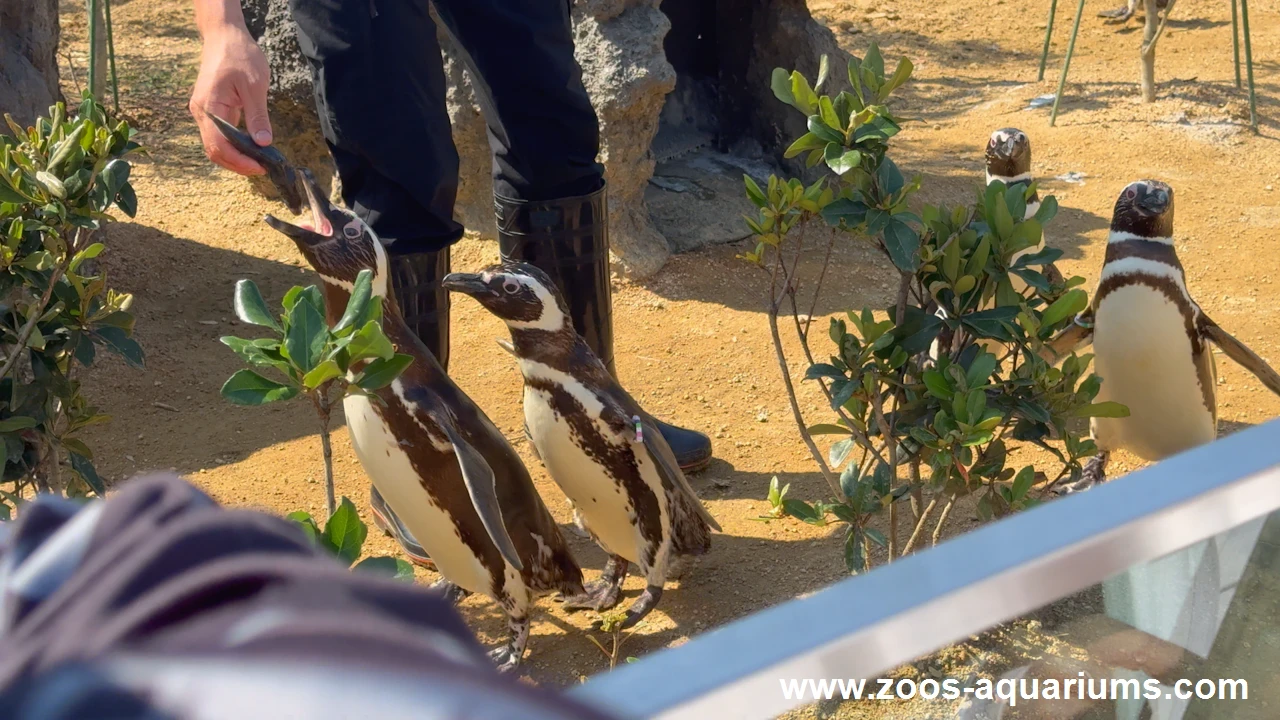 ペンギンのフィーディングタイム(4)