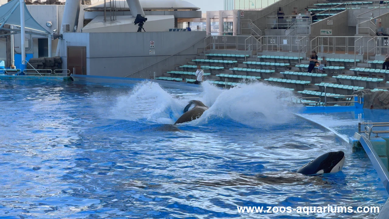 シャチの公開トレーニング開始前(24)